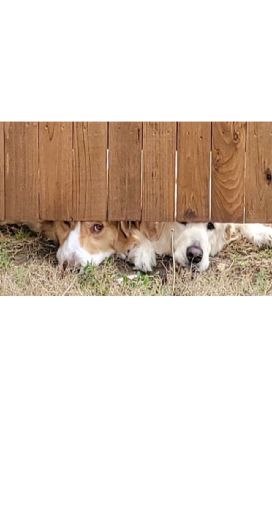 Two dogs peeking over a wooden fence