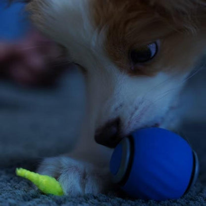 Viral Cat Toy! Cat Smart ball with tail, hours of enjoyment for your pet and you!